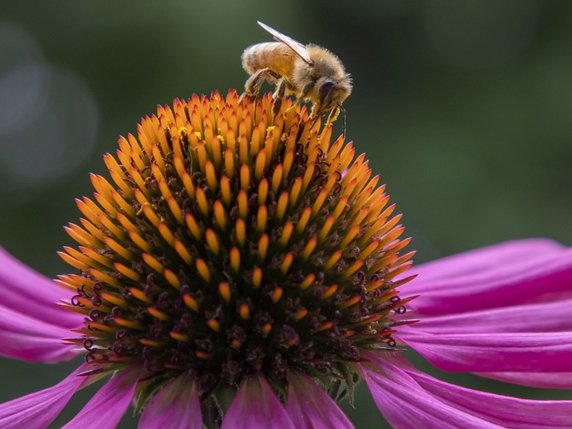 Les abeilles sauvages jouent un rôle plus important que ce qui était connu jusqu'à présent pour l'agriculture (archives). © KEYSTONE/EPA/ERIK S. LESSER