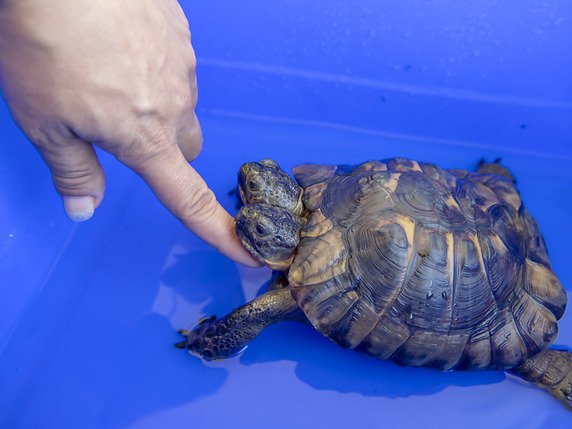 Bichonnée, la tortue a le droit chaque jour à son bain. © KEYSTONE/MARTIAL TREZZINI