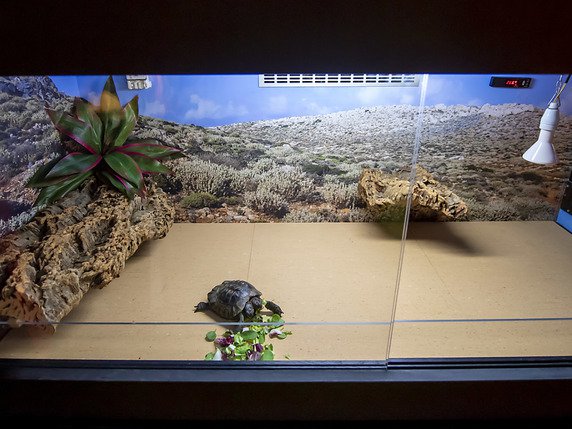 Janus a déjà fait un petit tour dans son nouveau terrarium, situé au niveau de la galerie des reptiles. © KEYSTONE/MARTIAL TREZZINI