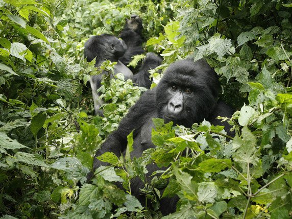 Deux gorilles sont nés dans le parc de Virunga en République démocratique du Congo (archives). © KEYSTONE/AP/Jerome Delay