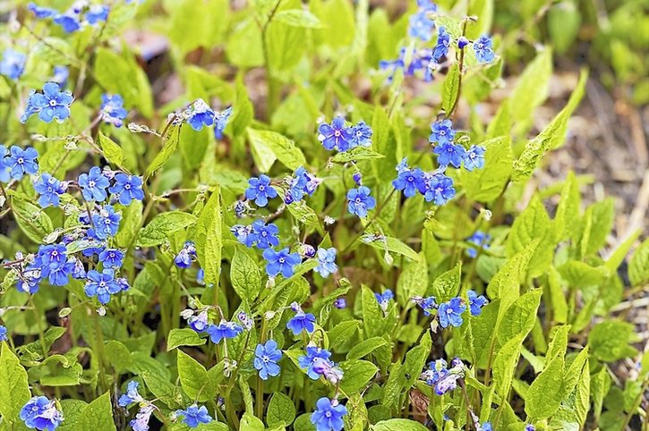 Jardinage: l’incroyable tonus des nombrils de Vénus