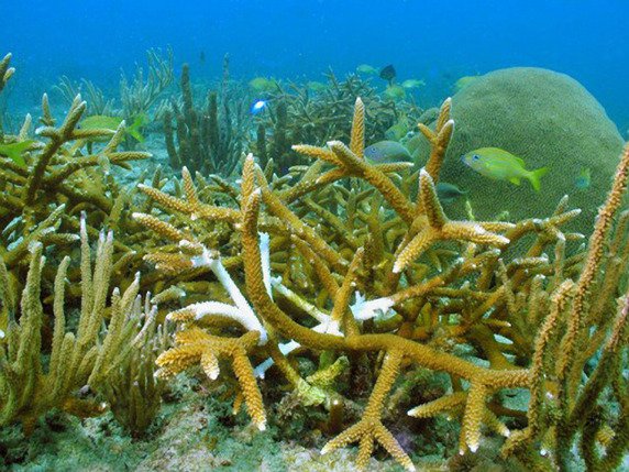 Un récif corallien dans les Caraïbes (archives)