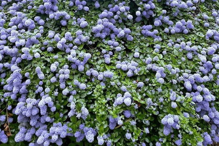 Chronique jardinage: O céanothe, offre-nous un océan de fleurs!