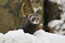 Le putois, un animal emblématique pour sensibiliser à la biodiversité