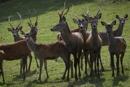 Fin de l’élevage de cerfs à Sorens