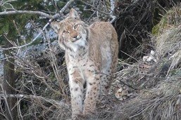 Rencontre privilégiée avec un lynx dans le Pays-d’Enhaut