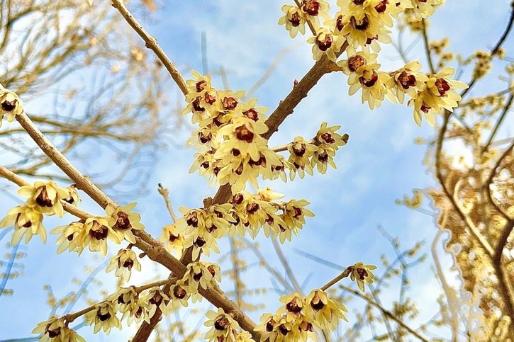 Jardinage: Véloces ces floraisons précoces!