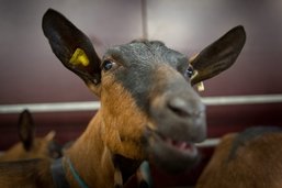 Bulle: Quelque 310 chèvres à l’honneur à Espace Gruyère