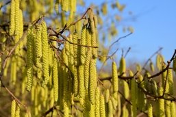 Les chaleurs hivernales font froid dans le dos