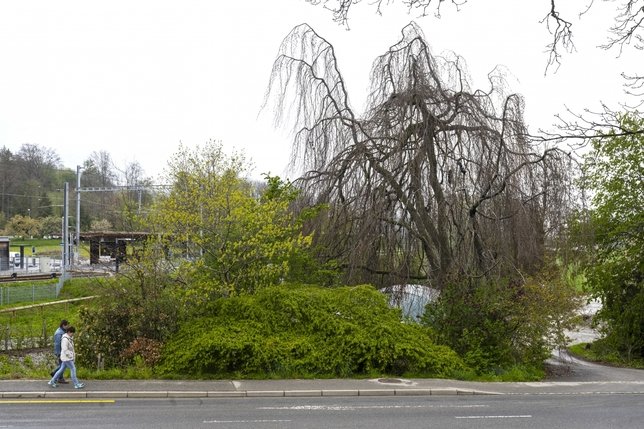 Protection: Chicanes autour des arbres à Pringy et à La Chia