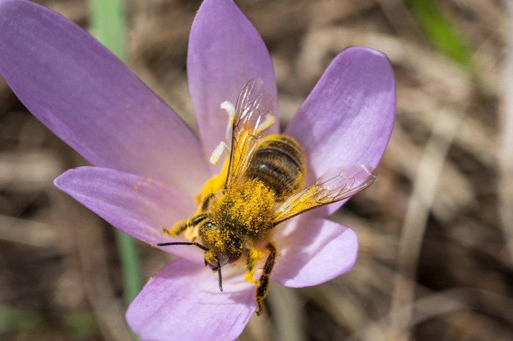 Certaines zones du Jura et des Alpes recèlent toujours une grande diversité d’espèces d'abeilles sauvages, en partie inégalée à l’échelle européenne (archives). © KEYSTONE/ARNO BALZARINI
