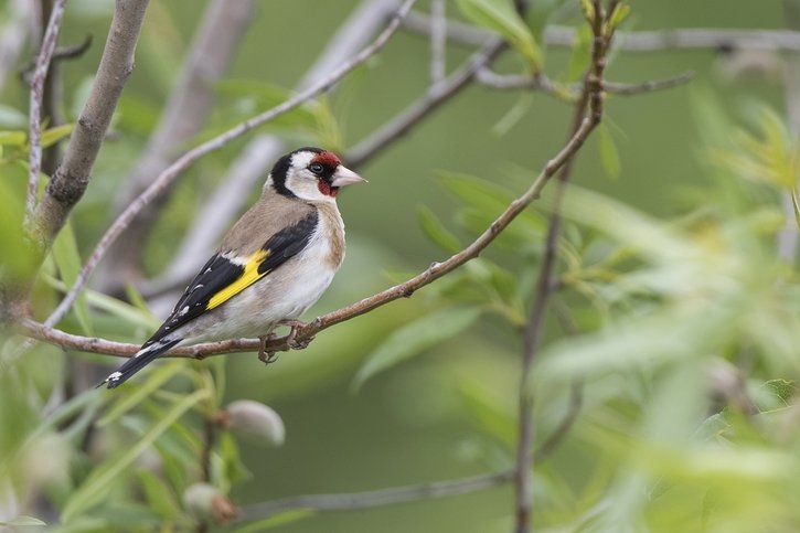 A vos jumelles!: L’association BirdLife propose de compter les oiseaux depuis chez vous