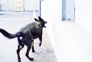 Wünnewil: Deux fillettes mordues par un chien, l’animal euthanasié