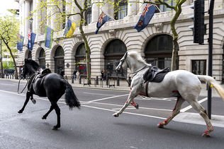 Des chevaux en cavale en plein centre de Londres, 4 blessés