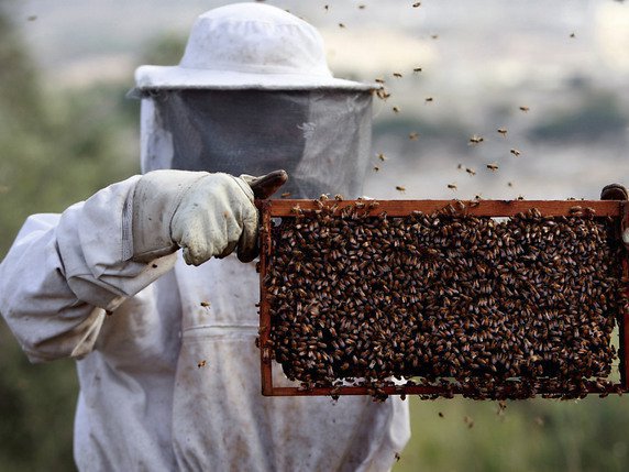 Deux ruchers atteints de la loque américaine, une maladie bactérienne, en Ajoie (JU) ont été détruits. C'est le 25e cas de cette maladie bactérienne des abeilles depuis le début de l'année (photo prétexte). © KEYSTONE/AP/MOHAMMED BALLAS