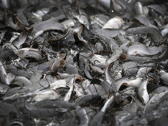 Les poissons-chats contenant des traces de médicaments ont été retirés du marché (image symbolique). © KEYSTONE/AP/WONG MAYE-E