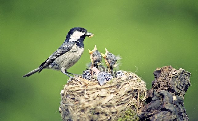 Le nid d’oiseaux, cette éphémère nurserie qui s’écrasera peut-être sur votre perron à la fin des beaux jours...  © DR