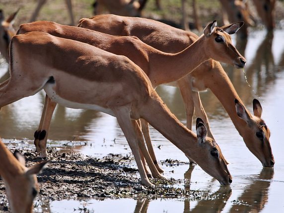 Cinq espèces d'antilopes africaines souffrent de la réduction des territoires sauvages et du braconnage (photo d'illustration). © KEYSTONE/EPA/JON HRUSA