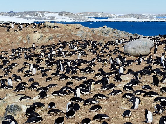 Des milliers de poussins de manchots Adélie sont morts de faim dans l'Antarctique (archives). © KEYSTONE/EPA AAD/ANTHONY FLEMING/AUSTRALIAN ANTARCTIC DIVISION