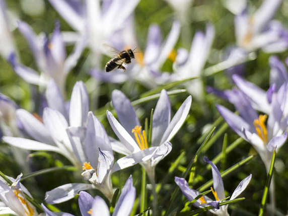 Les abeilles et autres pollinisateurs repèrent plus facilement les fleurs grâce à un halo provoqué par des stries sur les pétales qui dispersent la lumière (archives). © KEYSTONE/ENNIO LEANZA