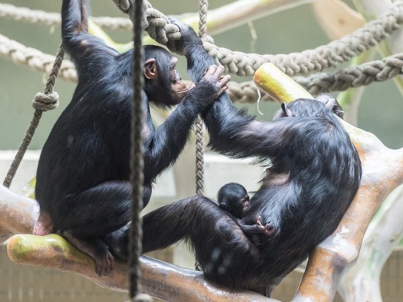 Obaye, ici accroché à sa mère Kitoko, est né le 27 septembre au zoo de Bâle. © Zoo de Bâle