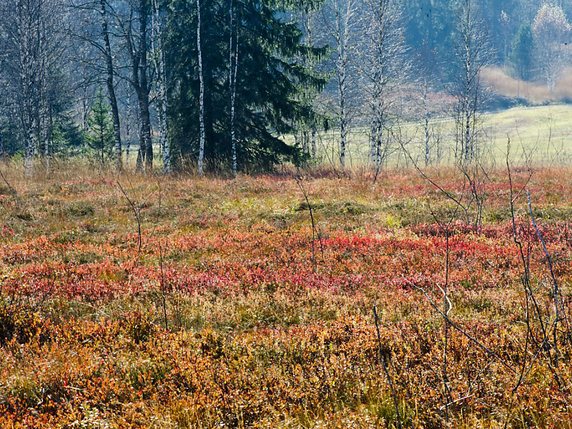 Les tourbières sont de véritables "puits de CO2" qu'il faut préserver (archives). © KEYSTONE/SIGI TISCHLER