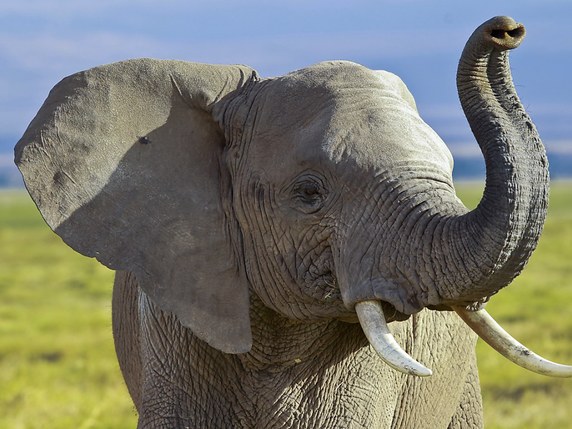 Le président américain Donald Trump veut vérifier les faits sur les éléphants (archives). © KEYSTONE/EPA/DAI KUROKAWA