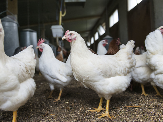 Toutes les poules de l'exploitation tessinoise touchée par la maladie de Newcastle devront être mises à mort (photo symbolique). © KEYSTONE/CHRISTIAN BEUTLER