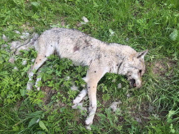 La louve avait été trouvée le 9 juin au lieu-dit La Villette dans la commune de Bellegarde (FR). © Service frigourgeois des forêts et de la faune