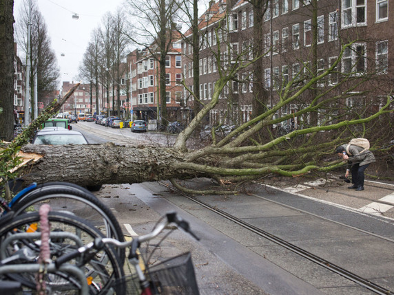 Des rafales de vent pouvant atteindre 140 km/h ont déraciné des arbres, ici à Amsterdam. © Keystone/AP/PETER DEJONG