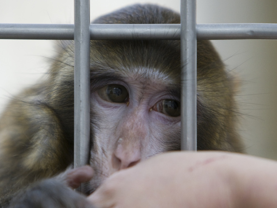 La pétition lancée par la LSCV demande l'arrêt immédiat des expériences menées à l'Université de Fribourg, dans lesquelles des singes reçoivent de la cocaïne (image d'illustration). © Keystone/AP/JOERG SARBACH