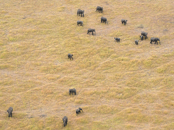 Selon un recensement, la population de pachydermes en Tanzanie a diminué de 60% entre 2009 et 2014. © KEYSTONE/AP Great Elephant Census, Vulcan Inc