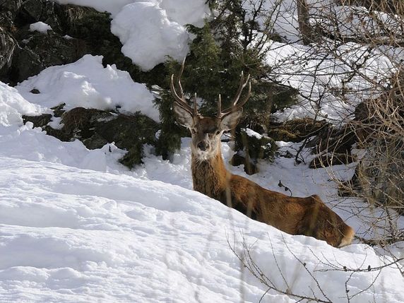 Le gibier est à bout de forces après un hiver rude, comme témoigne cette image d'un cerf amaigri. © Canton du Valais