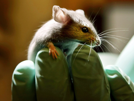 La souris s'est en quelque sorte auto-domestiquée, avec des changements d'apparence à la clé, selon cette étude (archives). © KEYSTONE/AP/ROBERT F. BUKATY