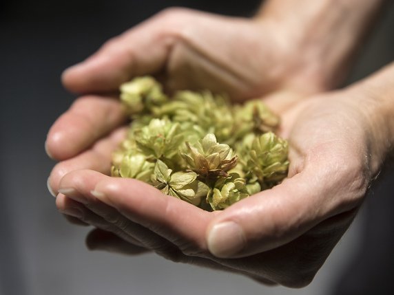 Les chercheurs sont parvenus à reproduire deux des huiles essentielles contenues dans les fleurs du houblon, qui donnent, en infusant, son arôme à la bière (archives). © KEYSTONE/PETER KLAUNZER