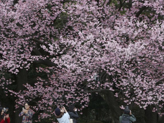 La saison des cerisiers en fleurs a officiellement débuté la semaine dernière à Tokyo, avec l'observation des premières fleurs au sanctuaire Yasukuni. L'agence météorologique a indiqué que la floraison des cerisiers avait débuté neuf jours plus tôt cette année du fait d'un temps plus chaud. © Keystone/AP/KOJI SASAHARA