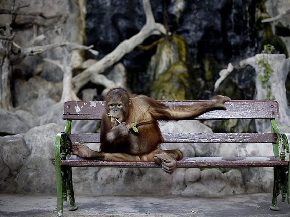 Espèce en danger, la population d'orangs-outans de Bornéo a diminué de moitié depuis 1999, avec la disparition de près de 150'000 de ces singes, un phénomène largement dû à la déforestation (archives). © KEYSTONE/EPA/DIEGO AZUBEL