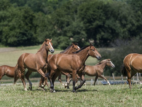 A l'instar de ces chevaux des Franches-Montagnes, la Protection suisse des animaux recommande des sorties quotidiennes en groupe (archives). © KEYSTONE/CHRISTIAN BEUTLER