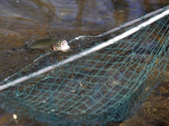 Des centaines de poissons sont morts mardi dans la Morges à la suite d'une pollution (archives). © KEYSTONE/MARTIAL TREZZINI