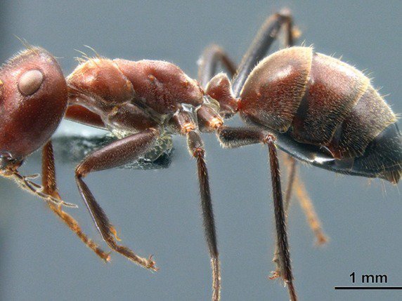 La fourmi kamikaze Colobopsis explodens vit dans les arbres au nord de l'île de Bornéo. © ZooKeys