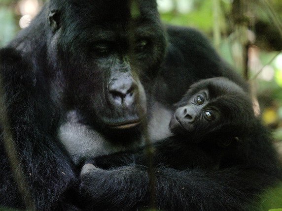 Le braconnage reste la première menace pour les gorilles, devant la maladie et la perte de leur habitat naturel, selon cette étude (archives). © KEYSTONE/AP/SCHALK VAN ZUYDAM