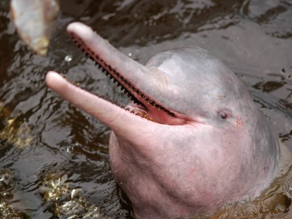 Le dauphin rose de l'Amazone est également appelé boto (archives). © KEYSTONE/EPA/ANSELMO D'AFONSEC / HANDOUT