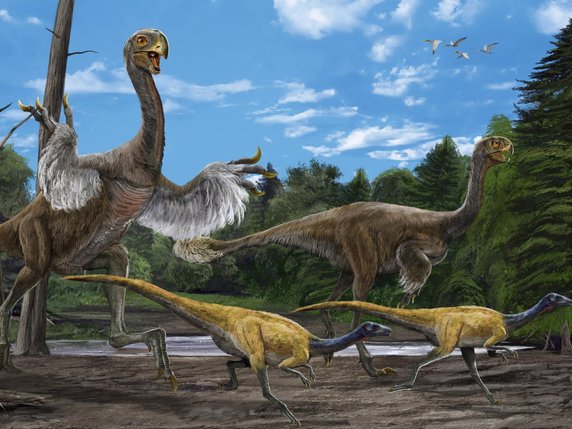 Les oviraptorosaures étaient de tailles diverses. Le Gigantoraptor (illustration, g) mesurait 8 mètres et pesait dans les 1400 kilos (archives). © KEYSTONE/AP IVPP