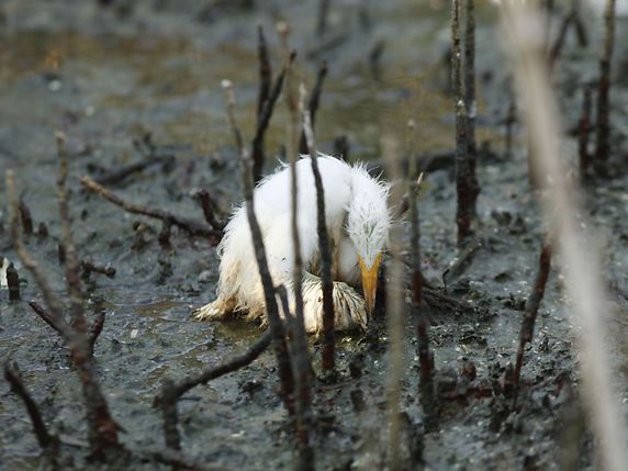 Les mangroves font partie des zones les plus menacées par l'activité humaine (archives). © KEYSTONE/AP/GERALD HERBERT