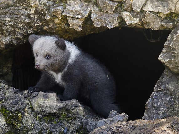 Flocon, un des trois oursons nés en janvier à Juraparc se porte bien, contrairement à Nuage qui a succombé récemment à une correction donnée par sa mère Zoé (archives). © KEYSTONE/JEAN-CHRISTOPHE BOTT