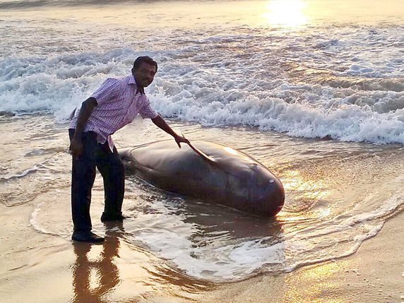 Une équipe de vétérinaires a essayé de sauver la baleine-pilote, en vain (archives). © KEYSTONE/EPA/STR