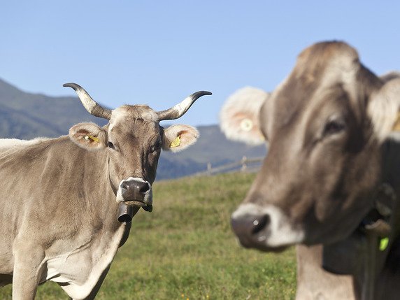 Avec ou sans cornes nos vaches helvétiques sont heureuses (archives). © KEYSTONE/ARNO BALZARINI