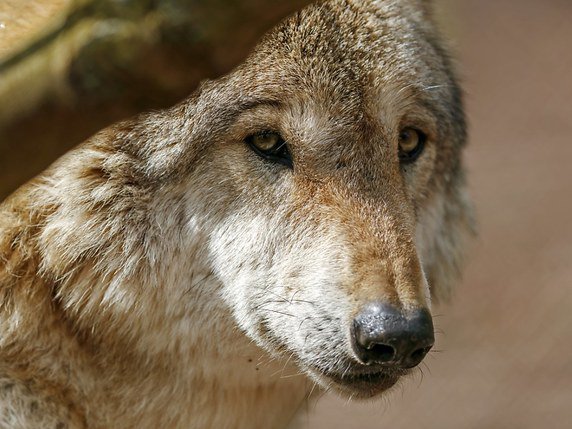 Le loup est de nouveau à l'agenda politique. Le Conseil des Etats se prononce ce mardi sur la révision de la loi sur la chasse qui doit permettre d'abattre plus facilement cet animal (archives). © KEYSTONE/EPA/RONALD WITTEK