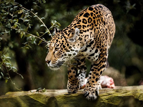 L'augmentation de la superficie forestière a contribué à la hausse du nombre de jaguars au Mexique (archives). © KEYSTONE/EPA ANP/KOEN VAN WEEL
