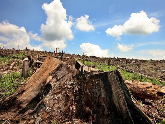 La Colombie a perdu 2200 km2 de forêts en 2016, soit quasiment la superficie du Luxembourg (archives). © KEYSTONE/EPA/MAST IRHAM